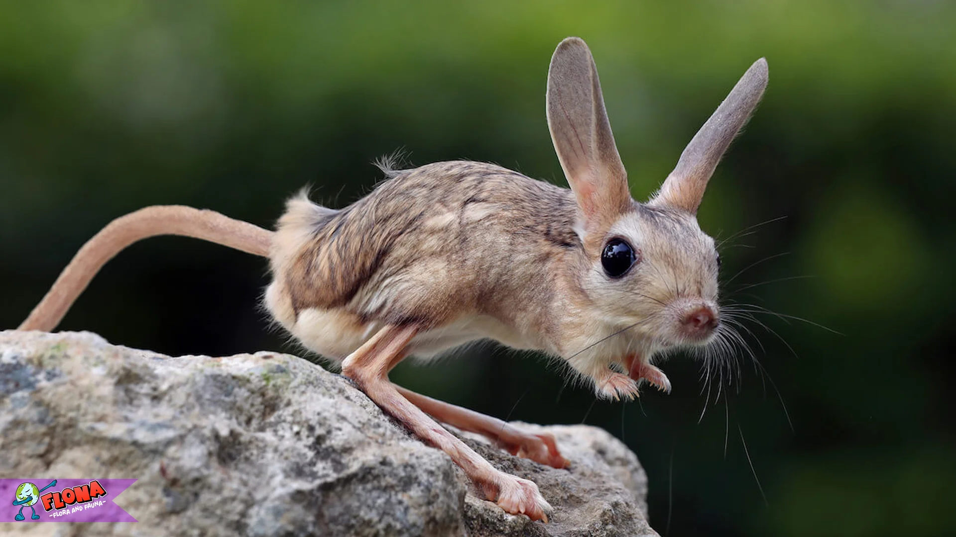 Hewan Jerboa Memiliki 5 Kemampuan Bertahan Hidup
