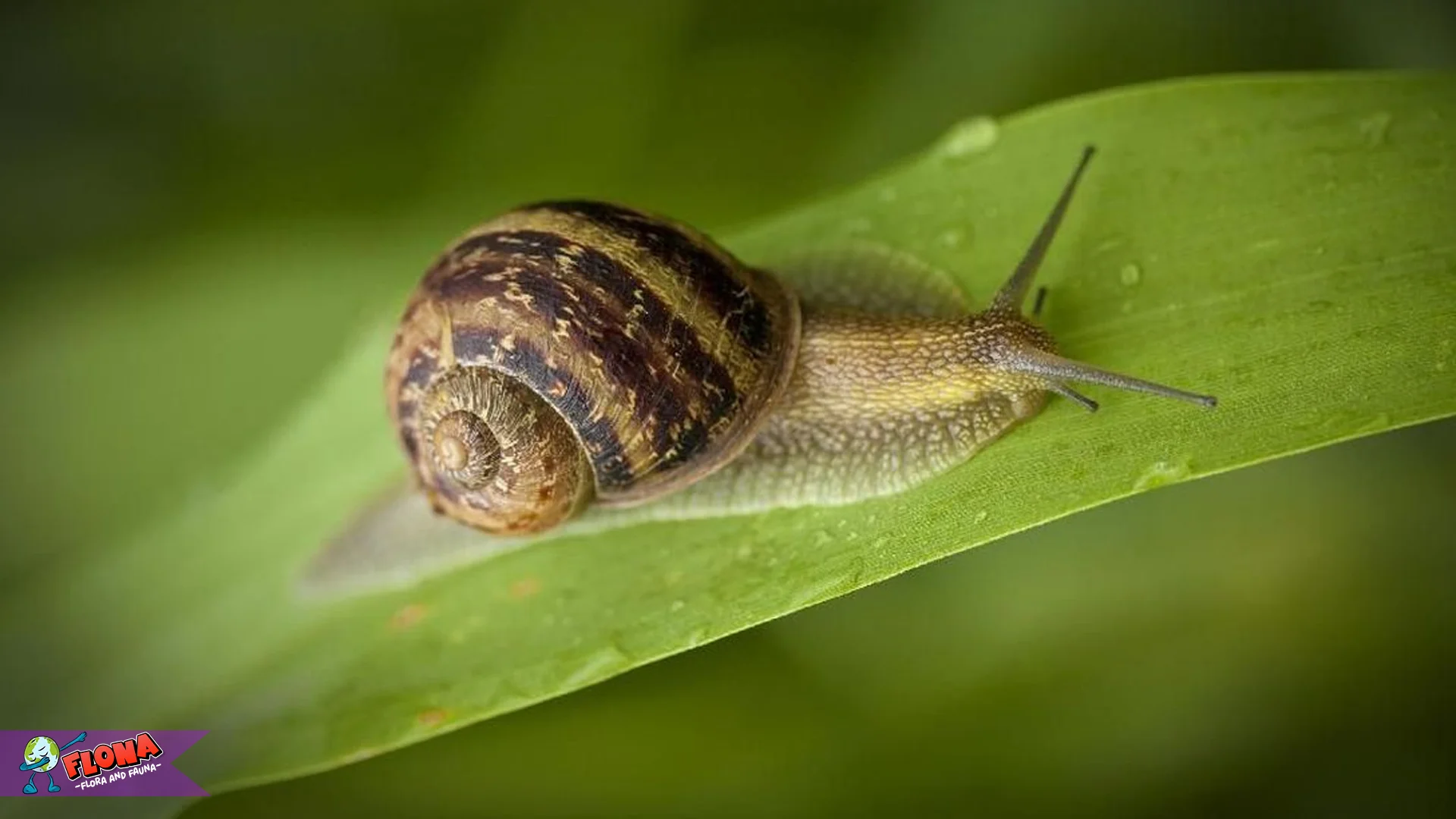 Mengenal Siput 5 Jenis Asli dan Keunikan Cara Bergerak Mereka
