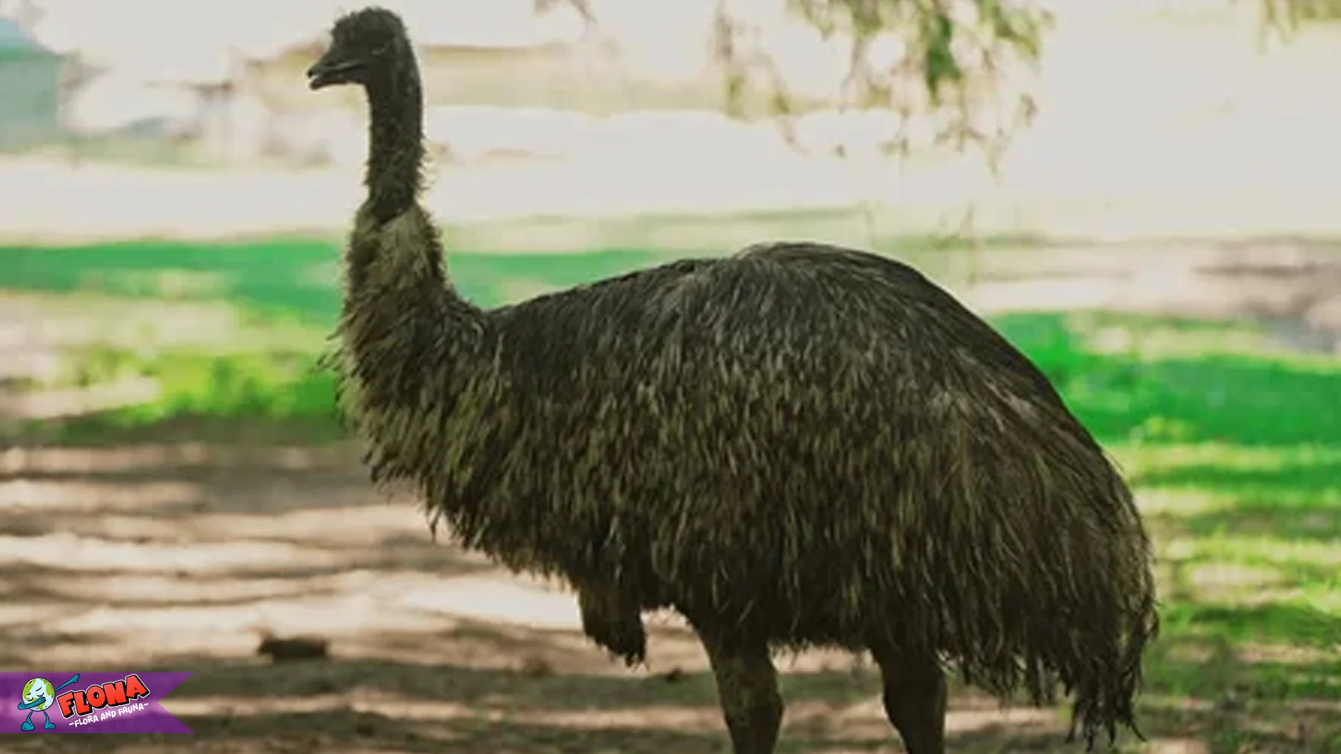 Emu 5 Keunggulan Hewan Ini Yang Membuatnya Unik Di Dunia Burung