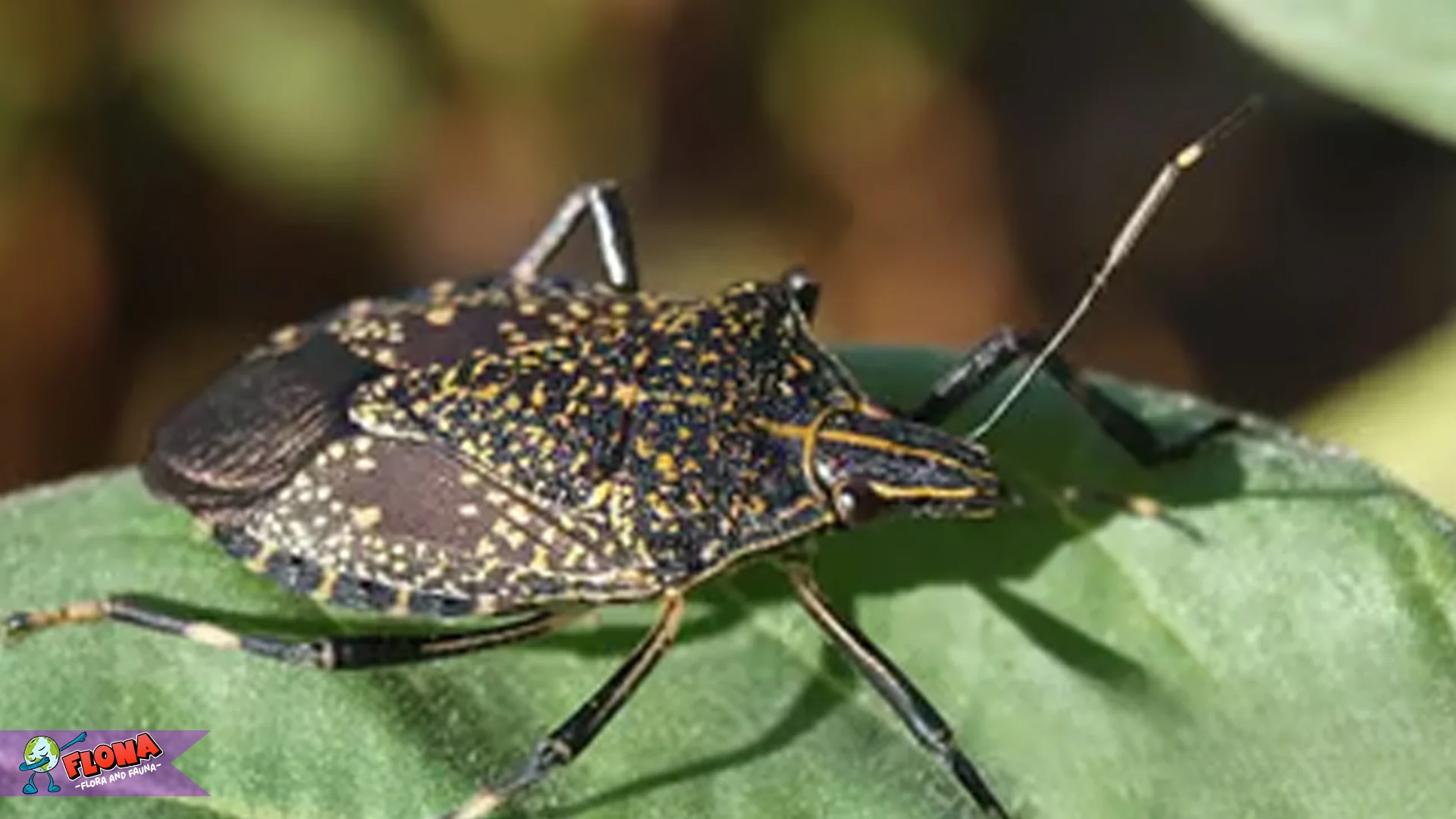 Kepik Daun Hadir Dengan 5 Karakteristik yang Membuatnya Spesial