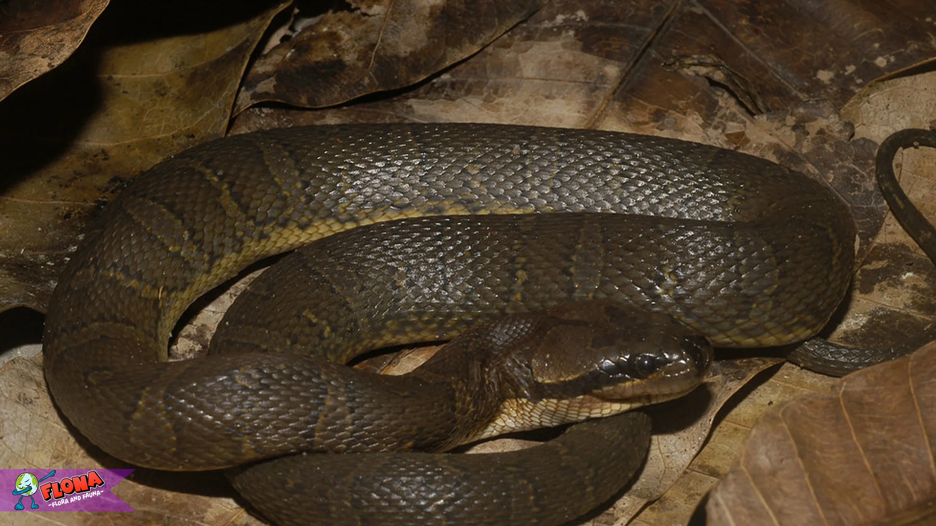 Ular Kadut 3 Jenis Utama dan Ciri Fisik Unik yang Membedakannya