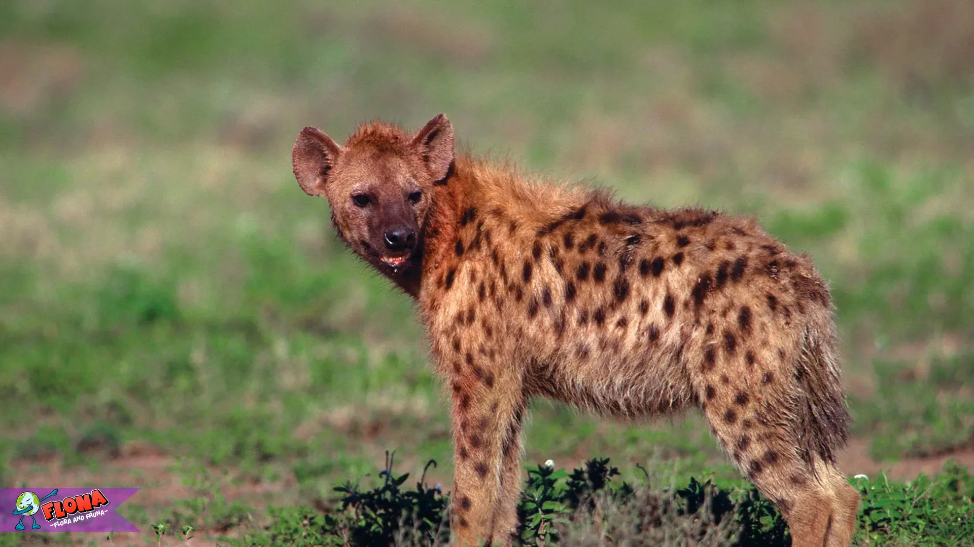 5 Fakta Hewan Hiena Tentang Perilaku Malam & Pola Aktivitas