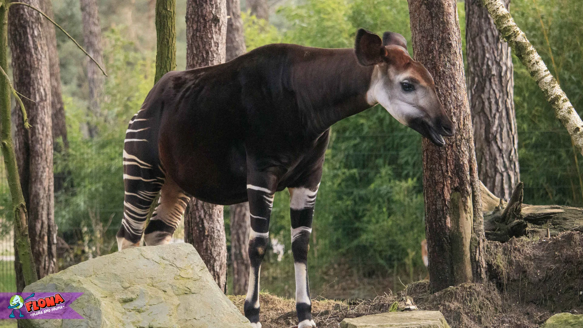 Okapi 4 Perilaku Aneh yang Mindblown Peneliti Heran