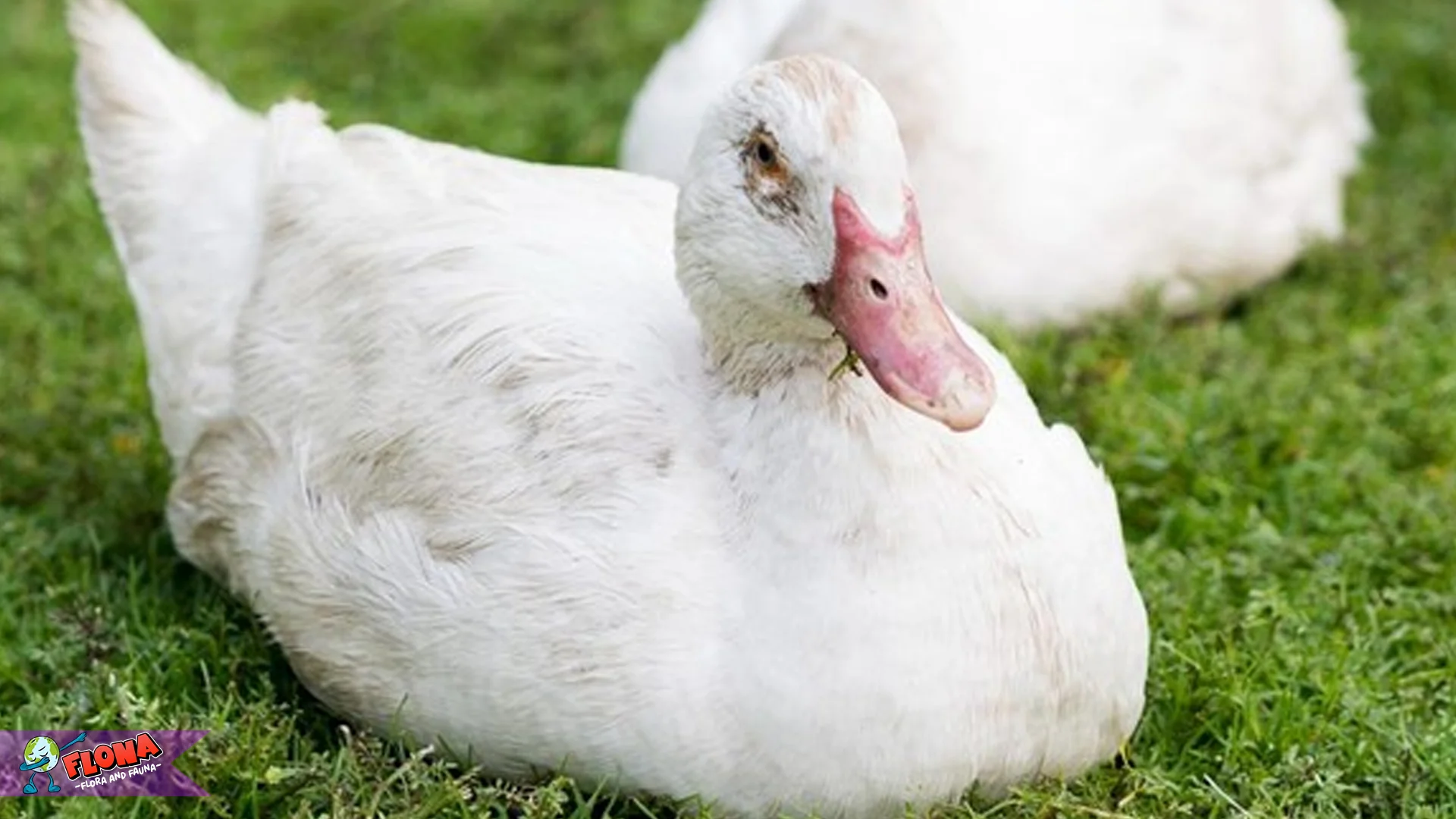 Itik 3 Keunikan Ukuran Tubuh Dan Suara Khas Asli Hewan Air Ini