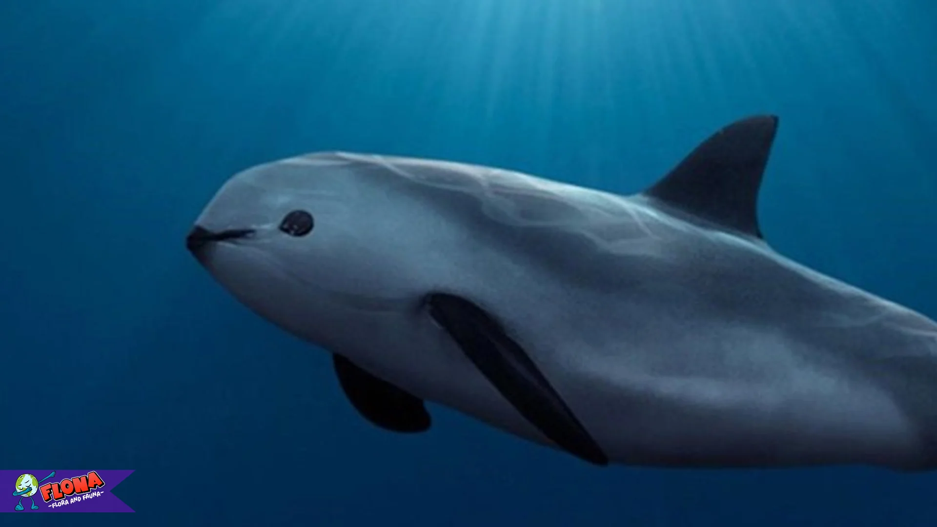 5 Upaya Konservasi Vaquita Untuk Selamatkan Spesies Paling Langka
