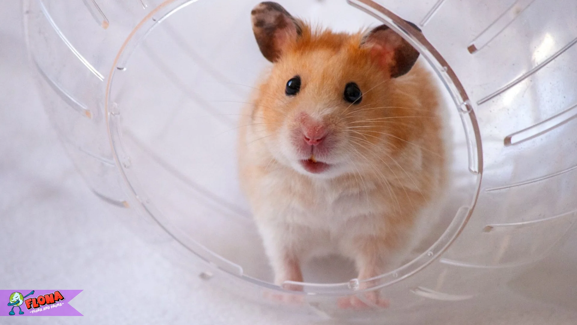 Cara 3 Merawat Hamster agar Sehat dan Tidak Cepat Mati
