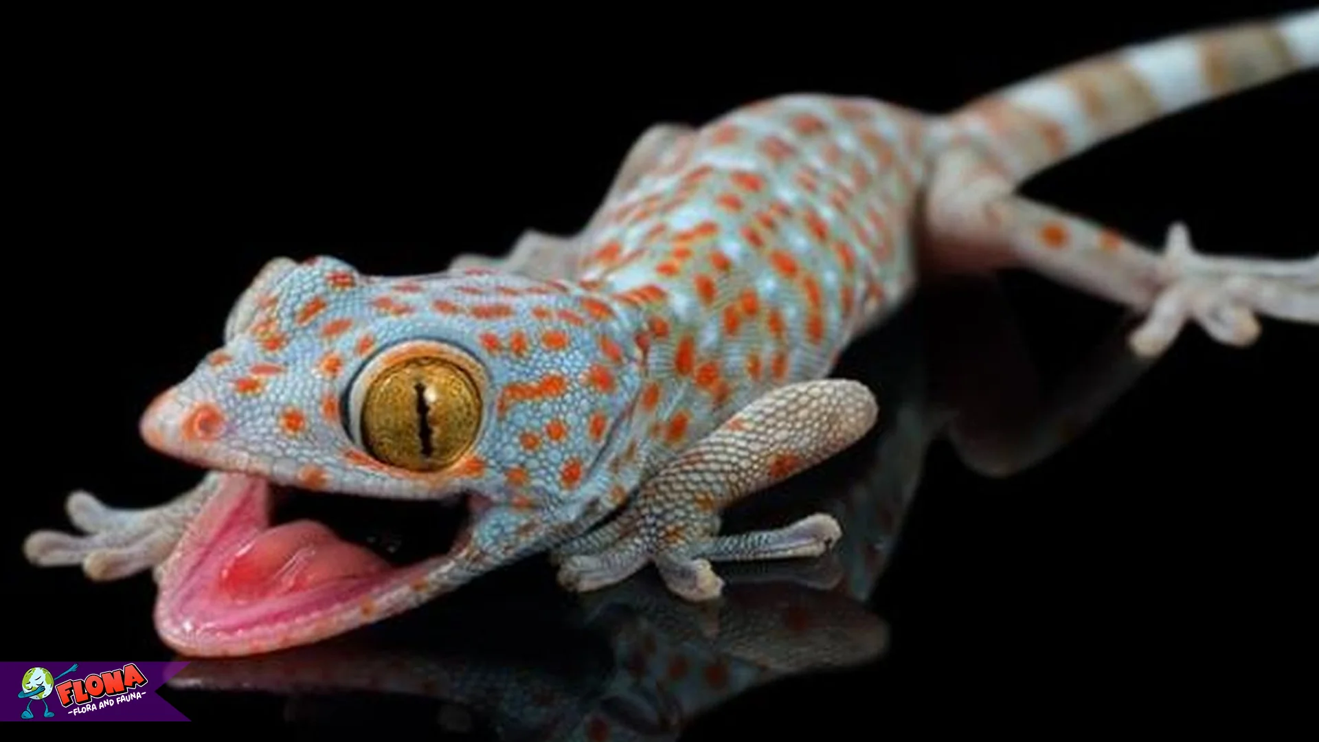 Bukti Unik Tokek 2 Suara Keras Bisa Dengar Jauh 