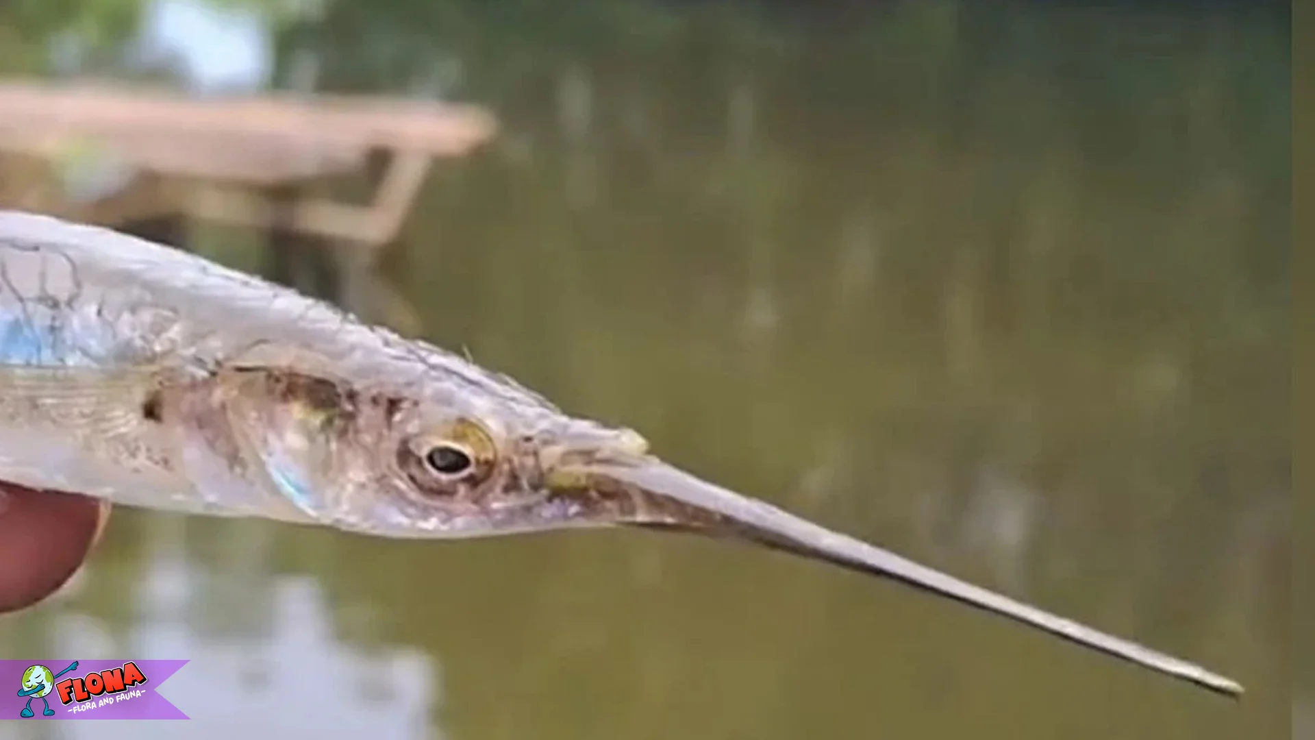 Julung Julung Paruh Panjang 2 Meter 5 Kg Berat Asli Maksimal