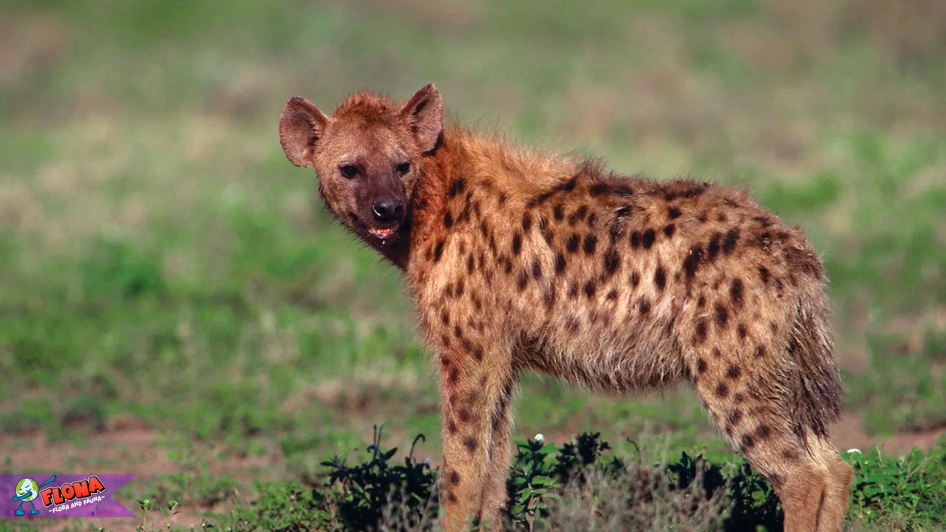 5 Fakta Unik Hyena Bukan Keluarga Anjing atau Kucing