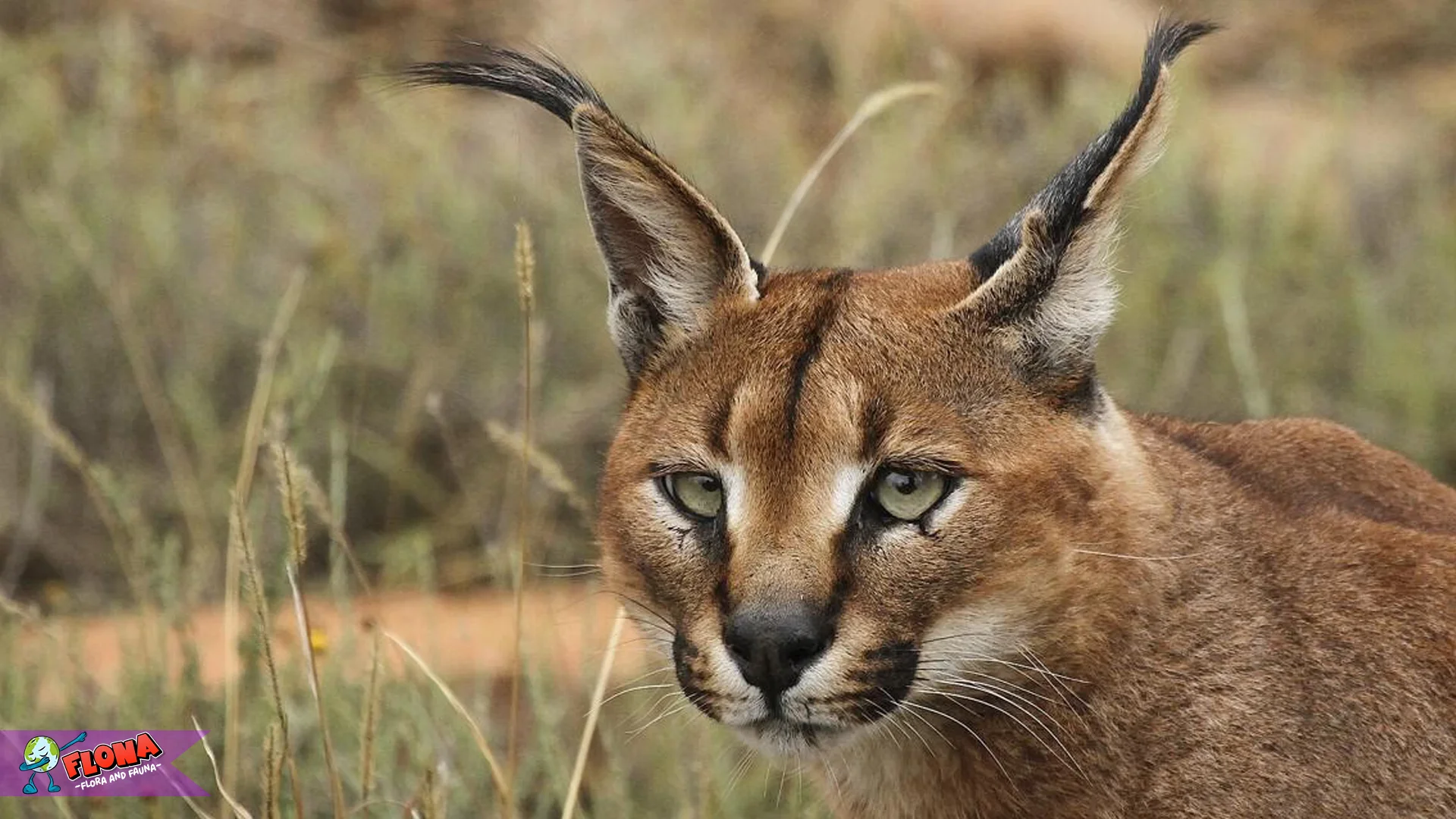 Karakal Simpan 1 Kemampuan Menyamar Mematikan