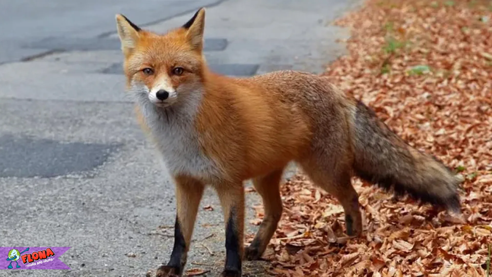 Rubah 4 Perilaku Licik yang Sebenarnya Strategi Bertahan