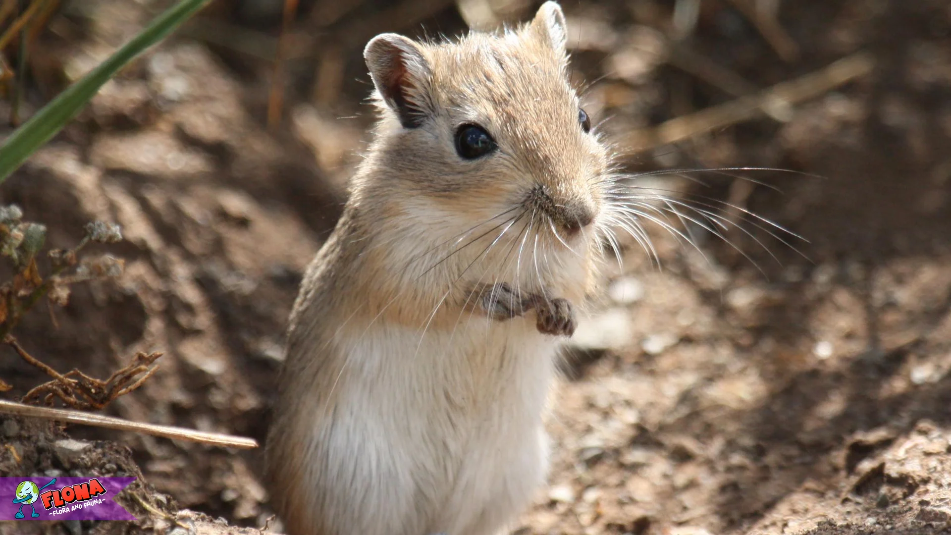 5 Adaptasi Hewan Gerbillinae Membuatnya Tahan Hidup Di Gurun 2 5 Adaptasi Hewan Gerbillinae Membuatnya Tahan Hidup Di Gurun