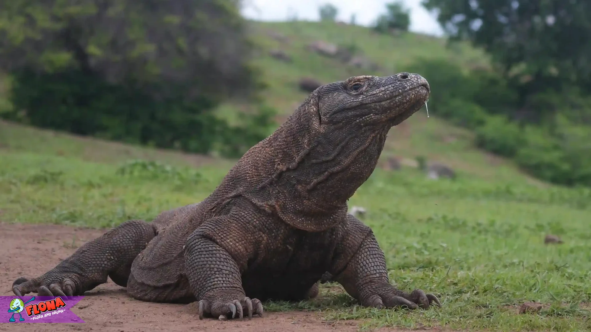 Hewan Komodo Purba Yang Masih Hidup Hingga 2026