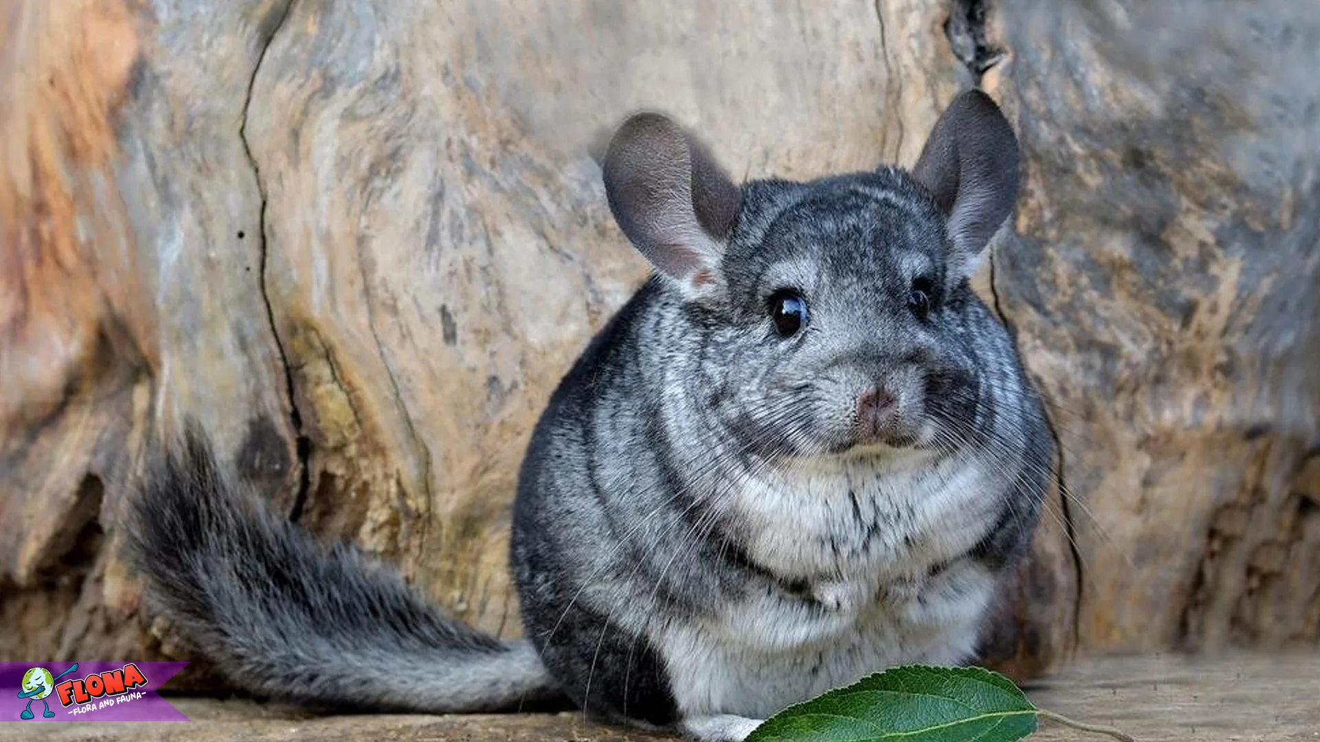 Hewan Cincila 2 Warna Langka yang Diburu Kolektor Asli
