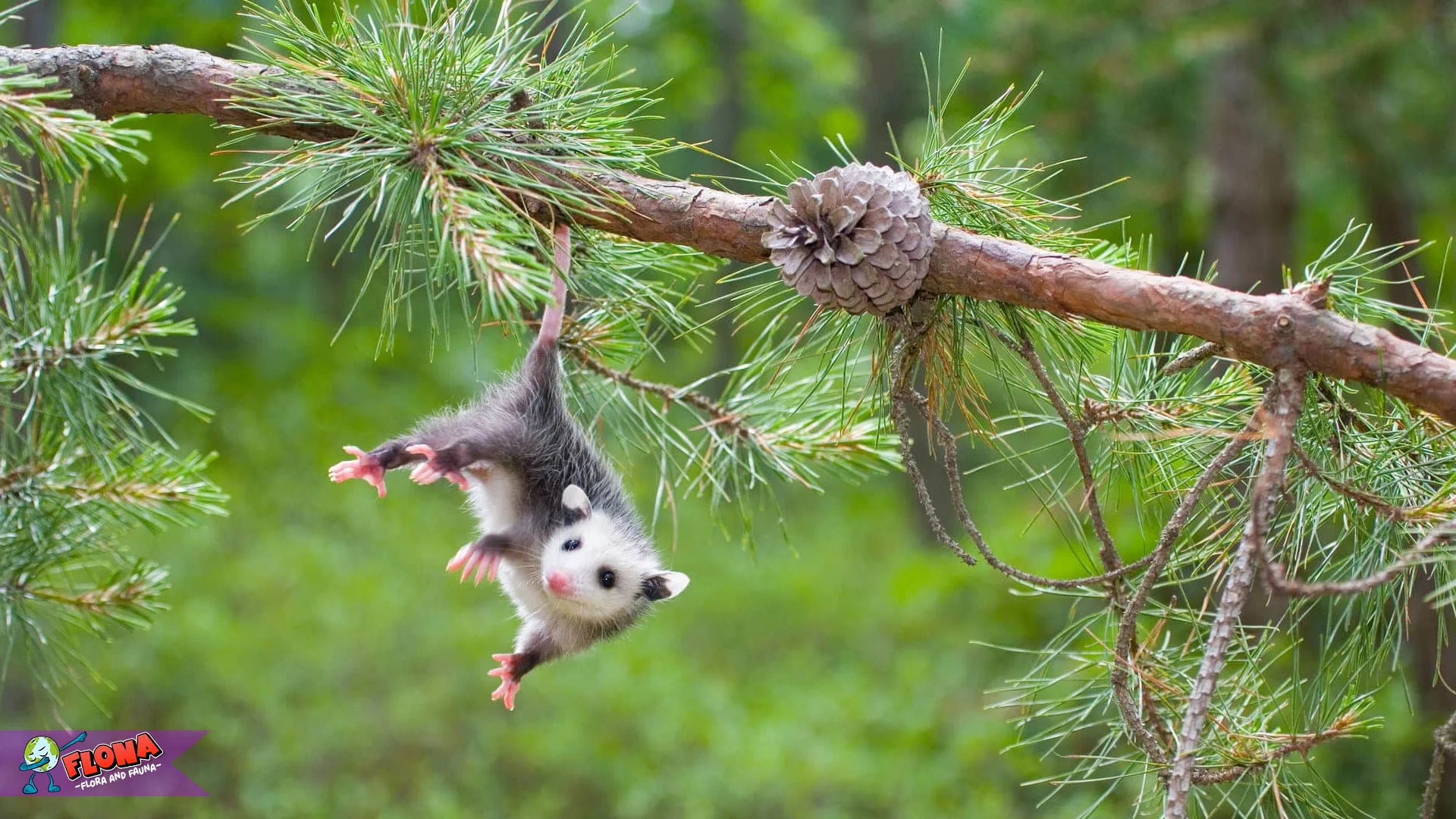 Oposum 2 Gigi Paling Tajam Dibanding Mamalia Lainnya