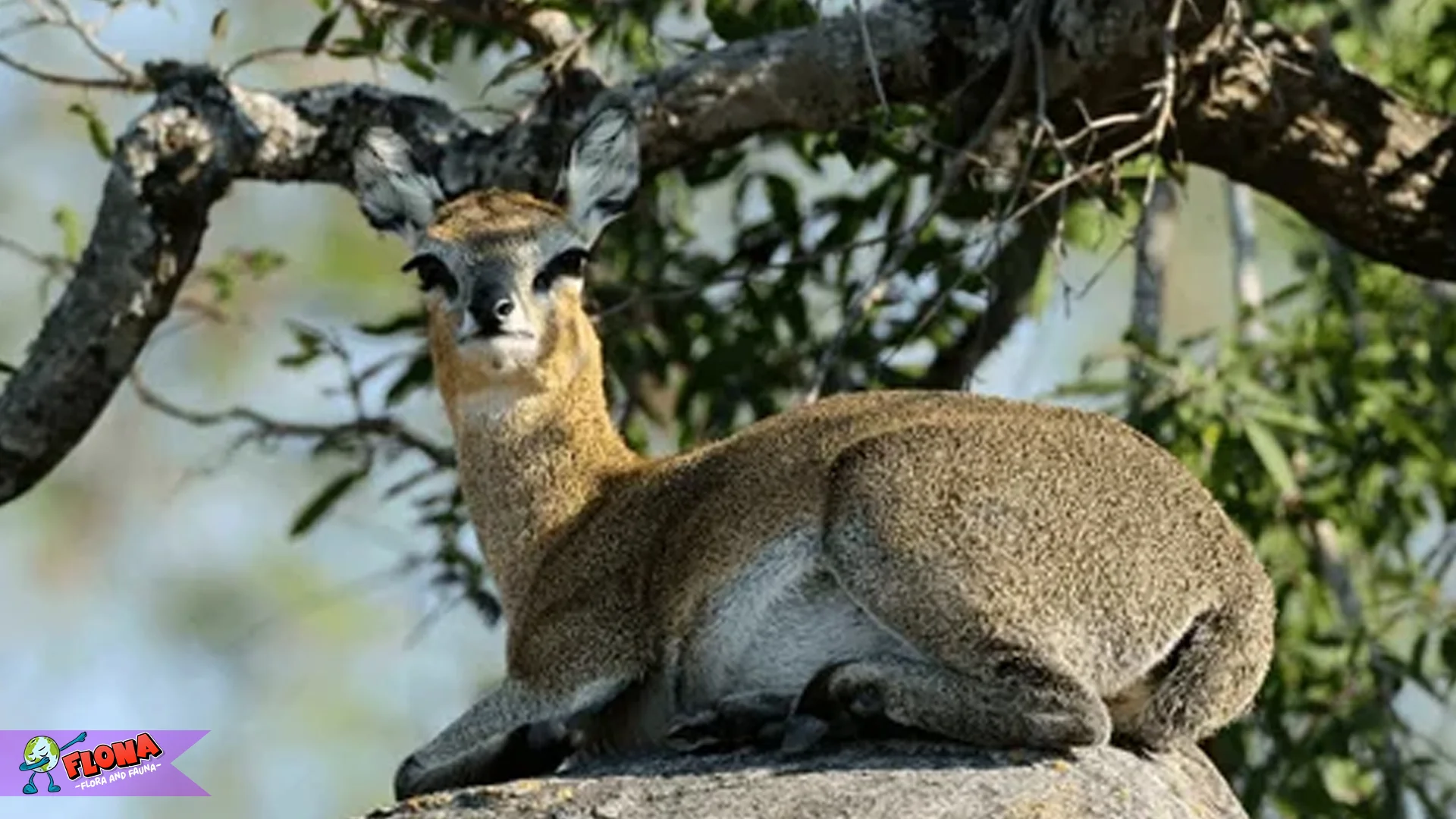 5 Hal Menarik Tentang Klipspringer yang Jarang Diketahui Peneliti Satwa