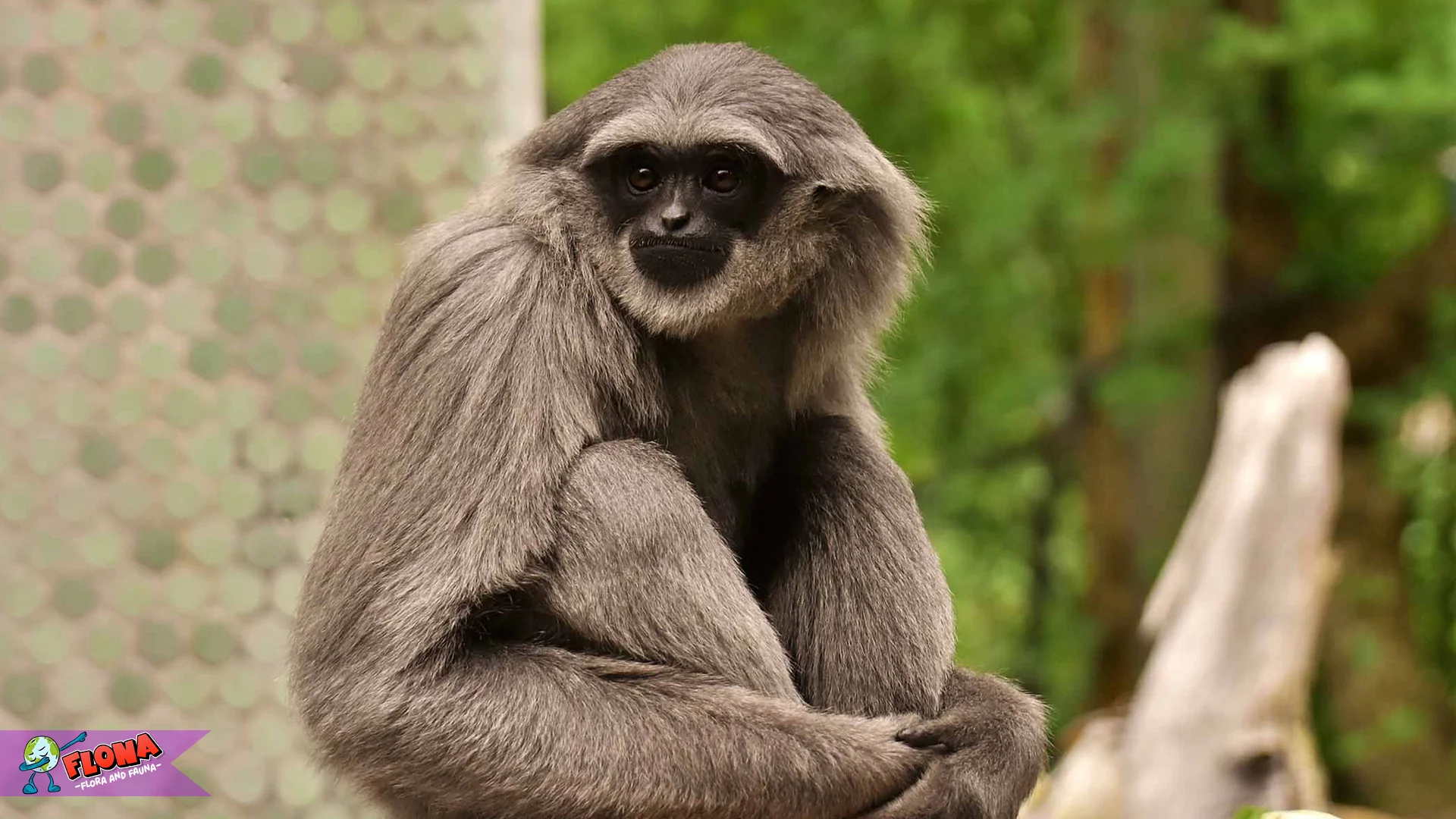 Owa Owa 2026 Menjadi Primata Dengan Karakteristik Menarik