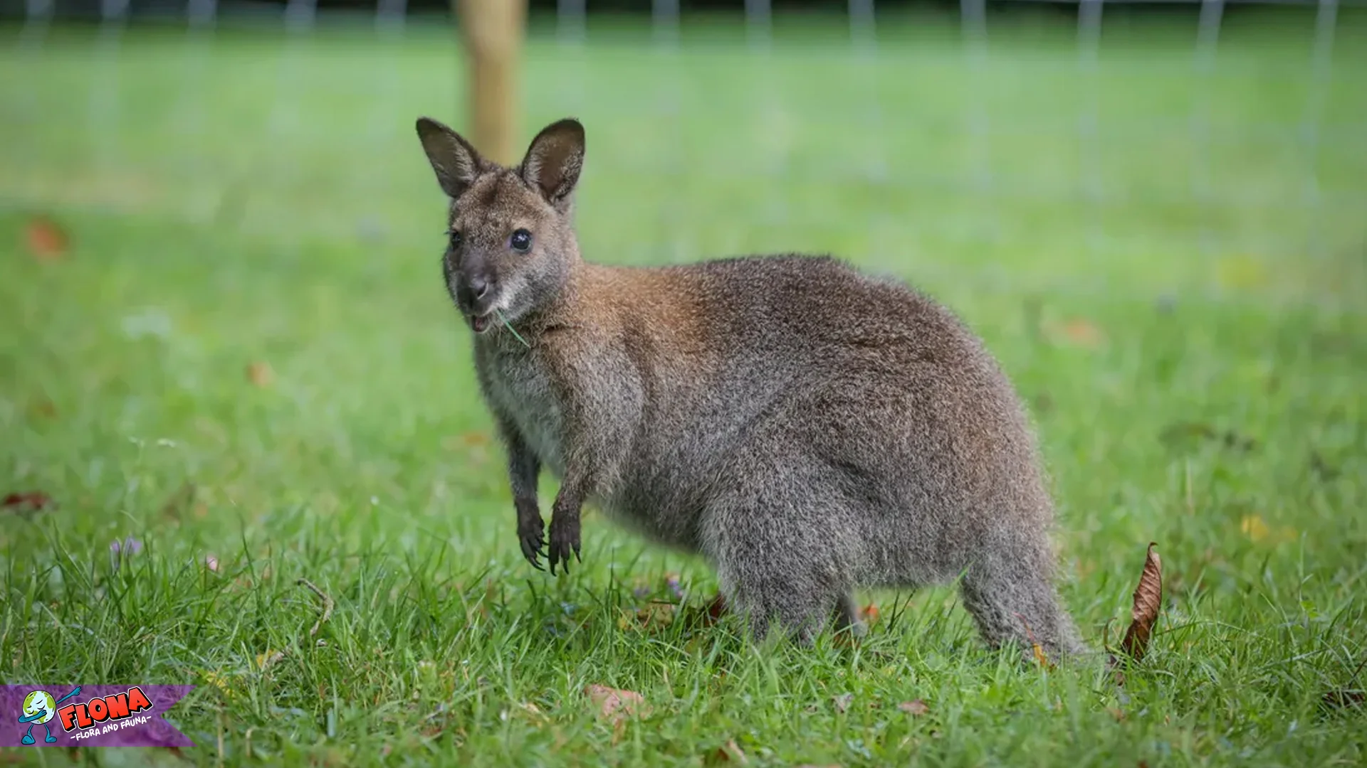 Walabi 1 Peran Penting dalam Ekosistem Padang Rumput Liar
