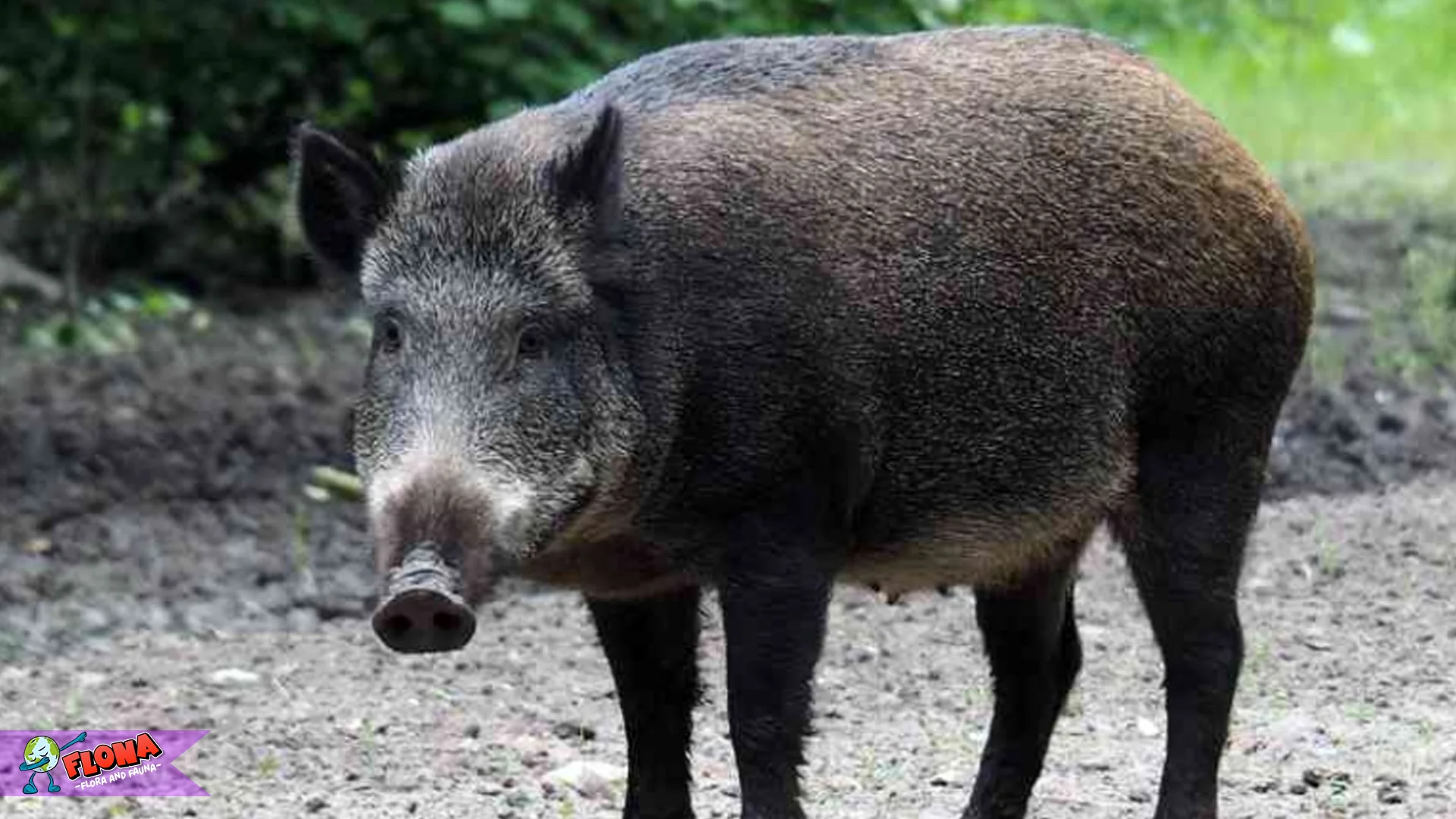 Hewan Celeng 4 Perilaku Unik Saat Merasa Terancam 