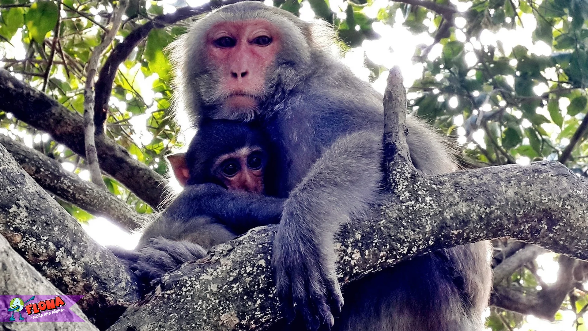 5 Peran Makaka Dalam Keseimbangan Ekosistem