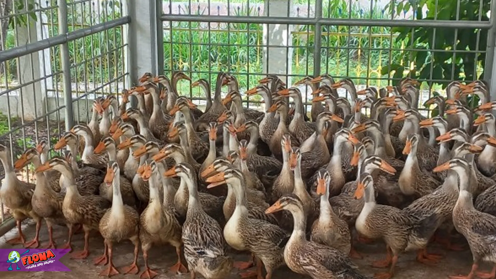 Itik Alabio Hewan Endemik Kalimantan yang Mulai Langka 100% 4 Itik Alabio Hewan Endemik Kalimantan yang Mulai Langka 100%