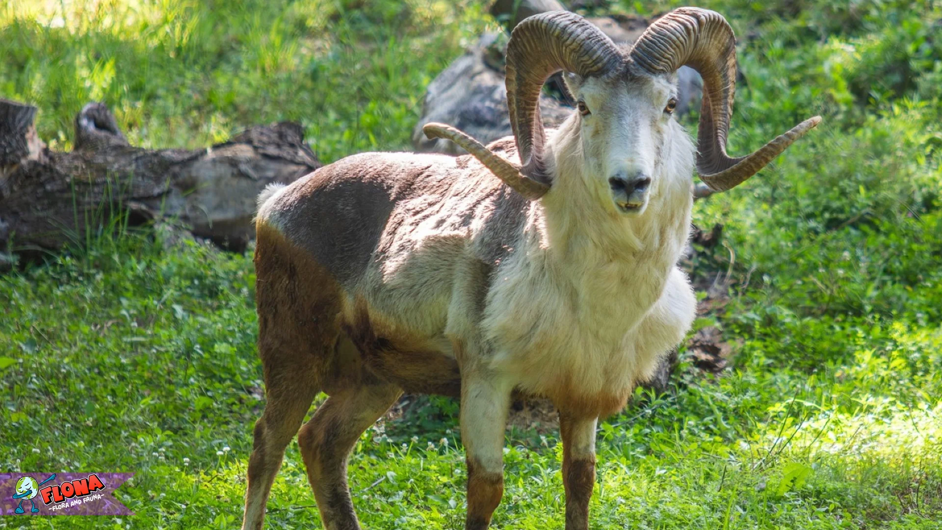 Argali Populasi Menyusut 70 Persen dalam 30 Tahun 