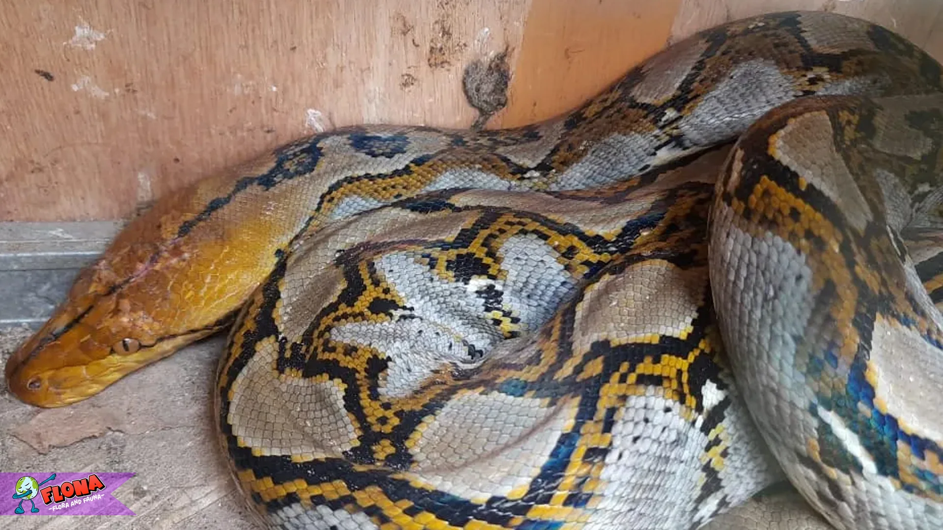 Ular Piton Mempunyai 5 Kemampuan Luar Biasa yang Jarang Diketahui 2 Ular Piton Mempunyai 5 Kemampuan Luar Biasa yang Jarang Diketahui