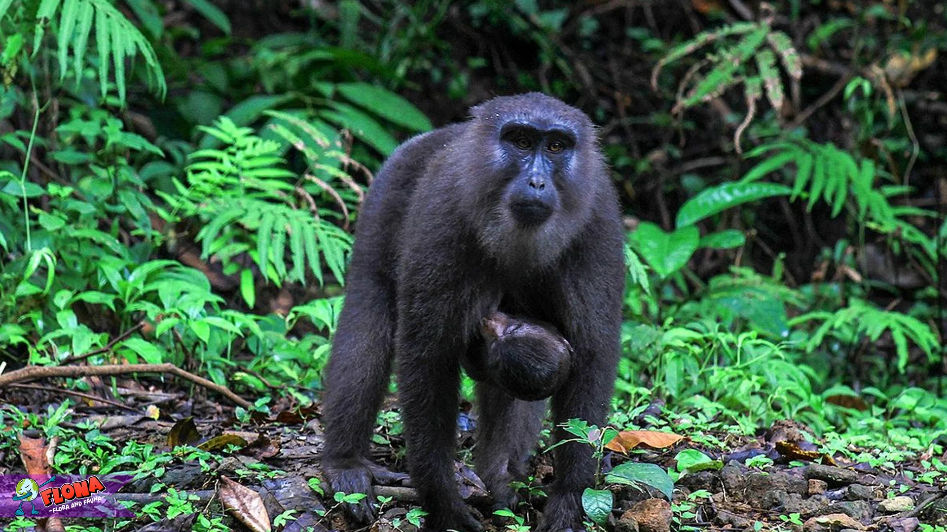 Hewan Yaki 5 Habitat Asli Di Hutan Sulawesi Utara 2 Hewan Yaki 5 Habitat Asli Di Hutan Sulawesi Utara