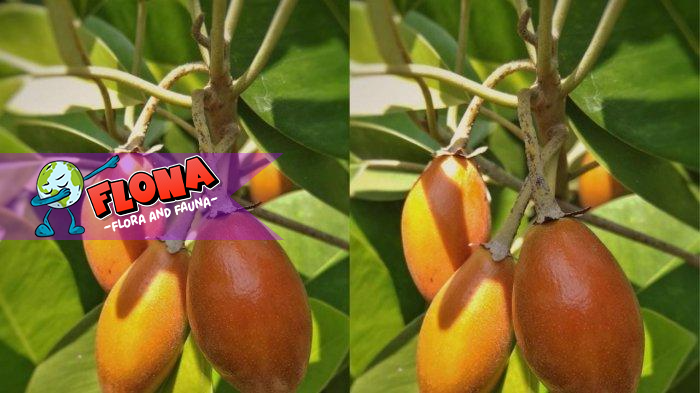 Sawo Kecik di Alam Liar: Pertumbuhan dan Keunikannya