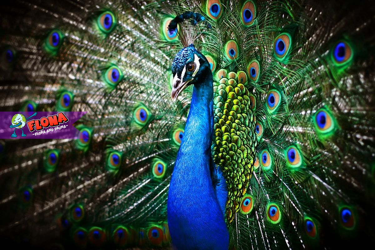 Merak Biru: Keindahan Eksotis dari Burung yang Memikat Hati