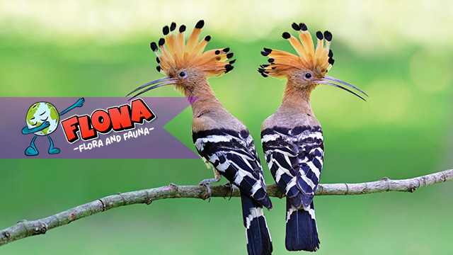 Burung Hud-Hud: Menjelajahi Habitat Aslinya di Alam Bebas