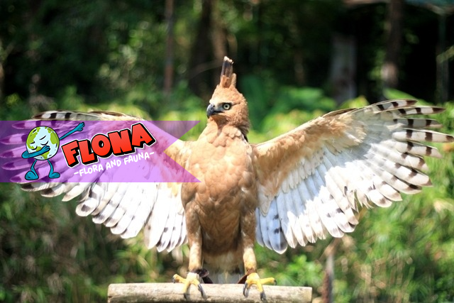 Elang Jawa: Mengenal Habitat Aslinya di Hutan Tropis Indonesia