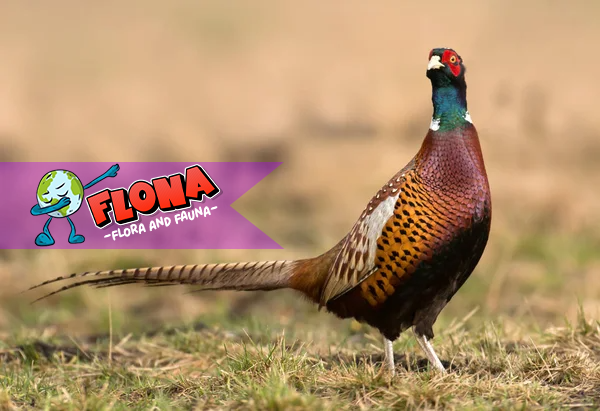 Burung Pegar: Keindahan Alam di Balik Sayapnya