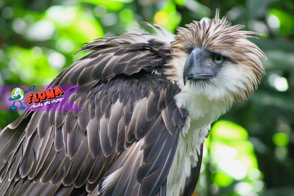 Elang Filipina: Habitat Alami dan Keunikan Burung