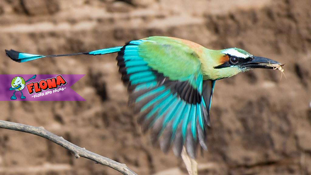Turquoise-browed Motmot: Burung Cantik dari Habitat Aslinya