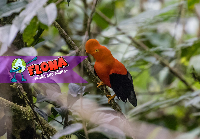 Burung Cock of the Rock: Inilah Habitat Alaminya di Hutan Tropis!