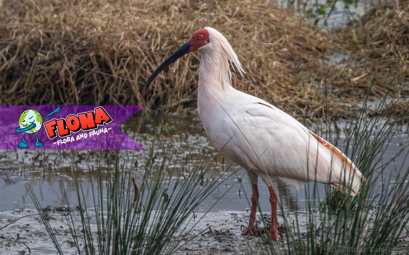 Burung Nipponia nippon: Keindahan dan Upaya Konservasi Ibis Jambul Jepang