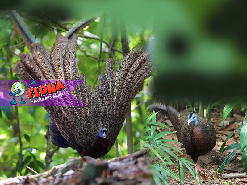 Kuau Raja: Mengenal Habitat Asli Burung Langka Indonesia