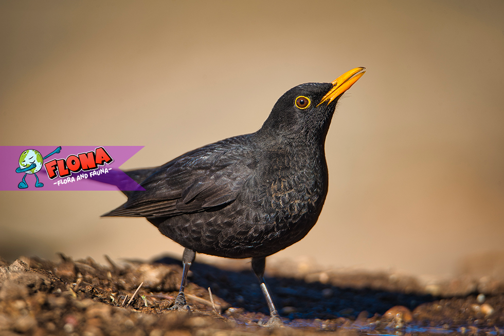 Turdus merula: Tempat dan Kondisi Lingkungan Favoritnya