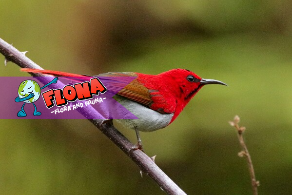 Burung Madu Ekor Merah: Keindahan dari Alam Tropis