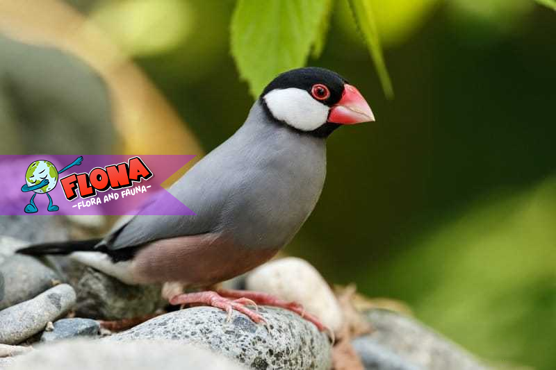 Burung Gelatik: Cara Mereka Bertahan Hidup di Lingkungan Asli