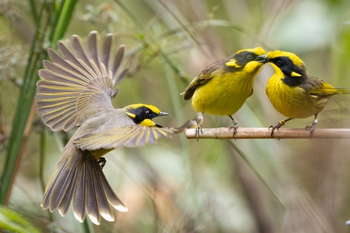 Burung Helmeted Honeyeater: Si Cantik Langka dari Australia