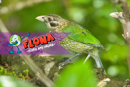 Burung-Kucing Tutul: Keunikan dan Fakta Menarik Burung Ini