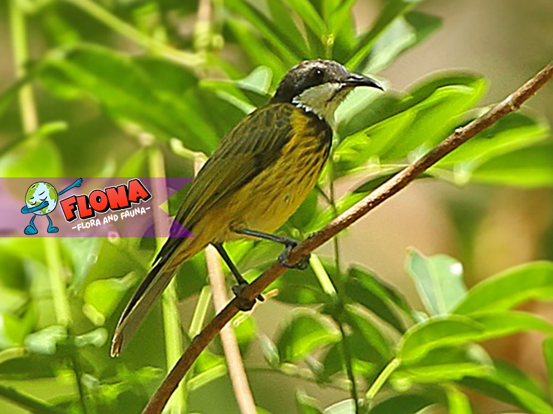 Burung Isap Madu Timor: Satwa Endemik dengan Pesona Alam