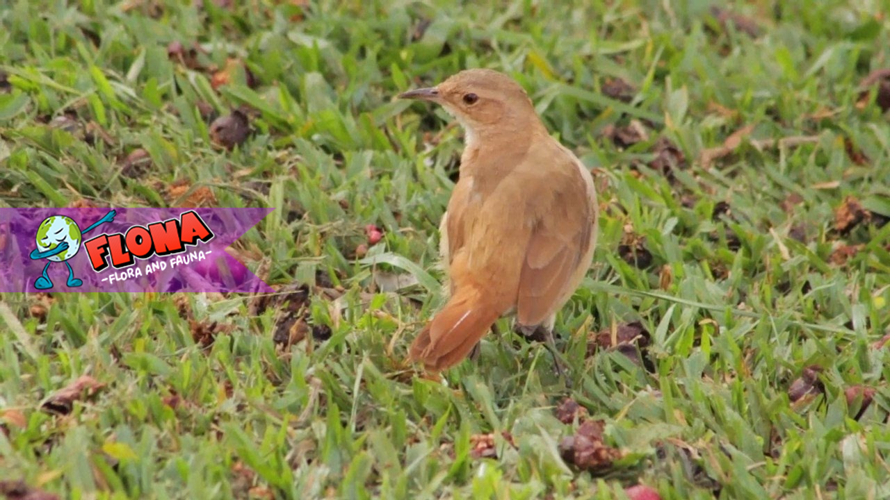 Burung Rufous Hornero: Mengenal Habitat Aslinya