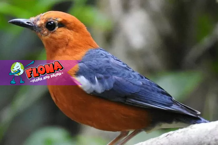 Anis Merah: Habitat Asli dan Penyebaran Burung Ini di Indonesia