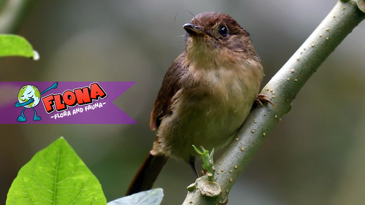 Burung Wergan Jawa: Mengungkap Keunikan dan Fakta Menarik yang Jarang Diketahui