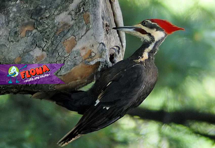 Burung Pelatuk Raja: Keunikan, Habitat, dan Upaya Konservasi
