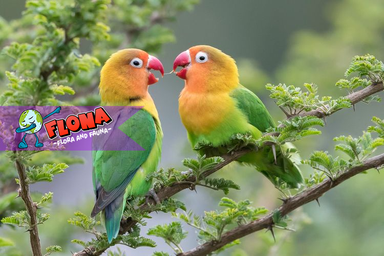 Lovebird: Dari Kawanan Burung Ceria hingga Strategi Bertahan Hidup