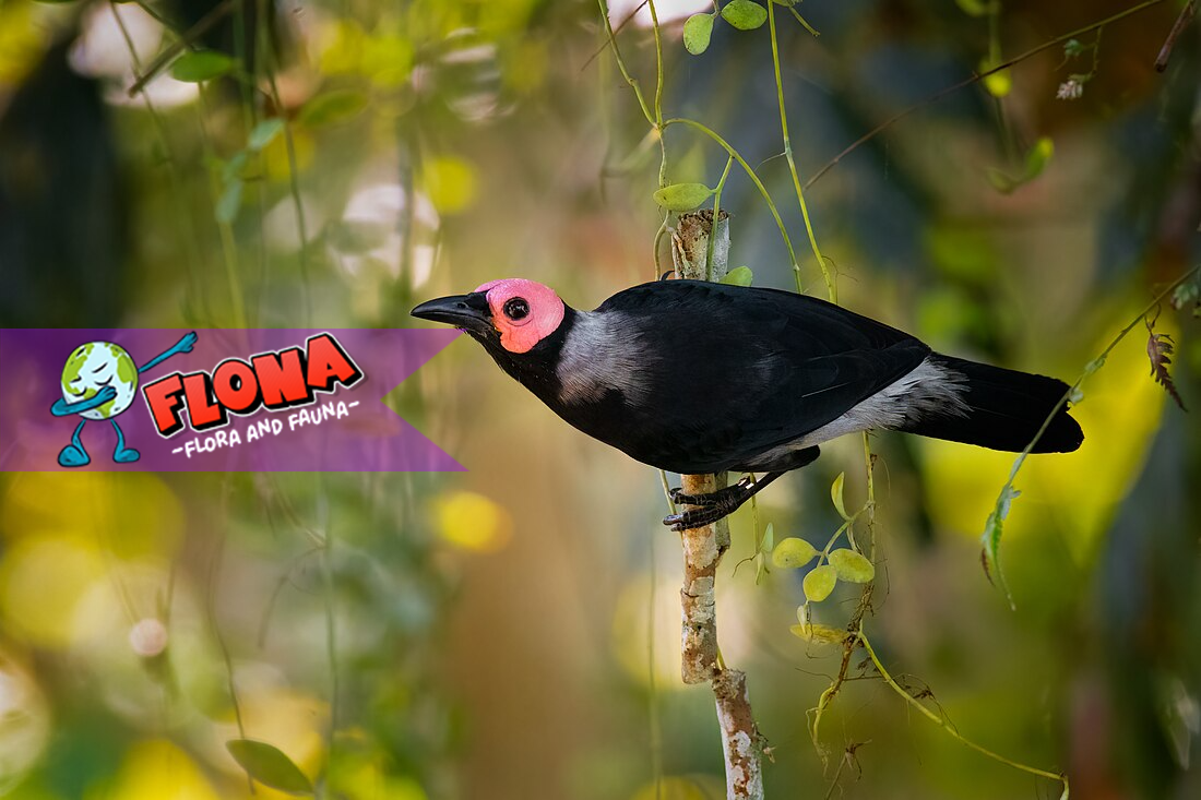 Burung Coleto: Si Kepala Botak Eksotis dari Filipina